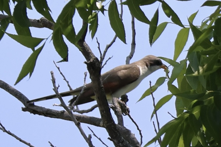 Yellow-billed Cuckoo - ML619682731