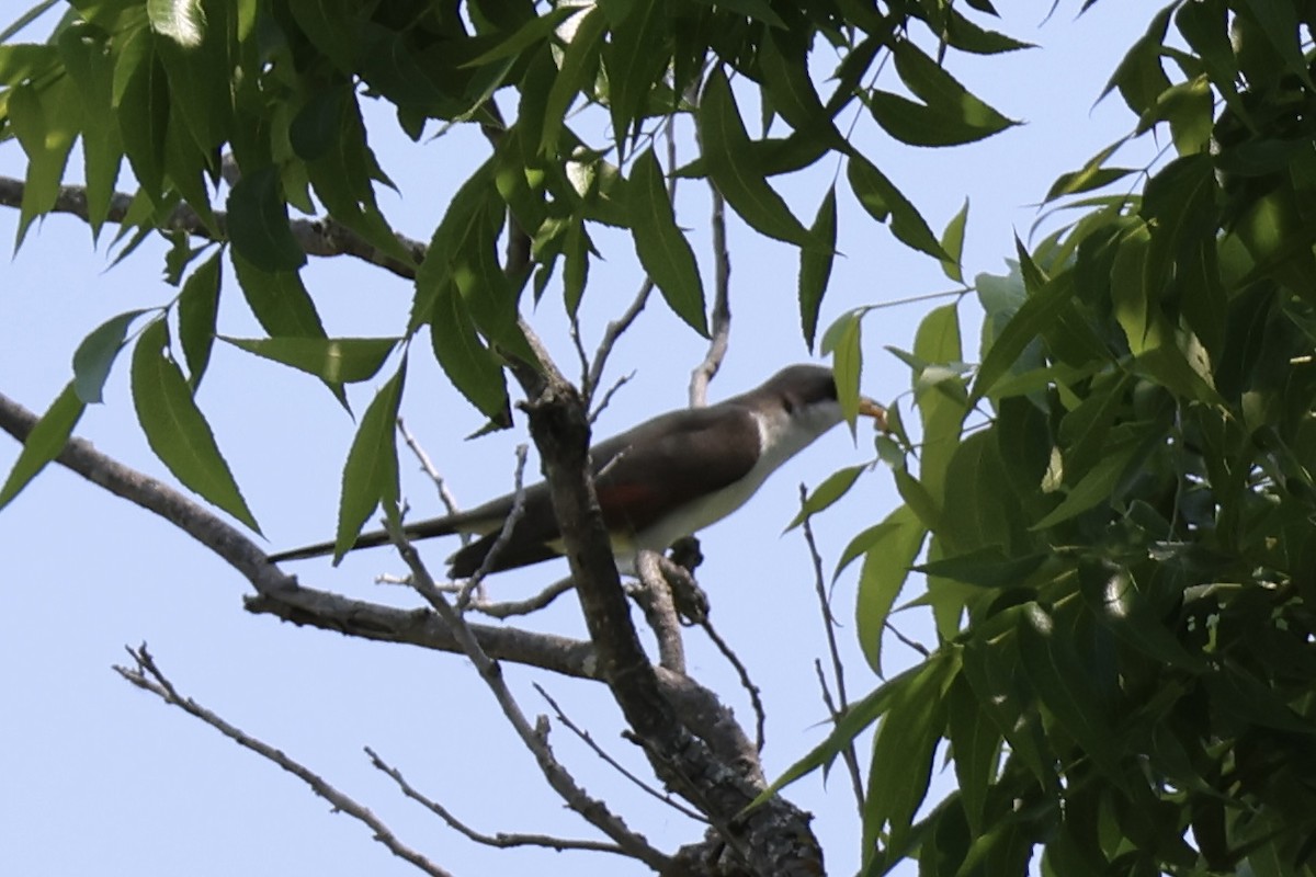 Yellow-billed Cuckoo - ML619682733