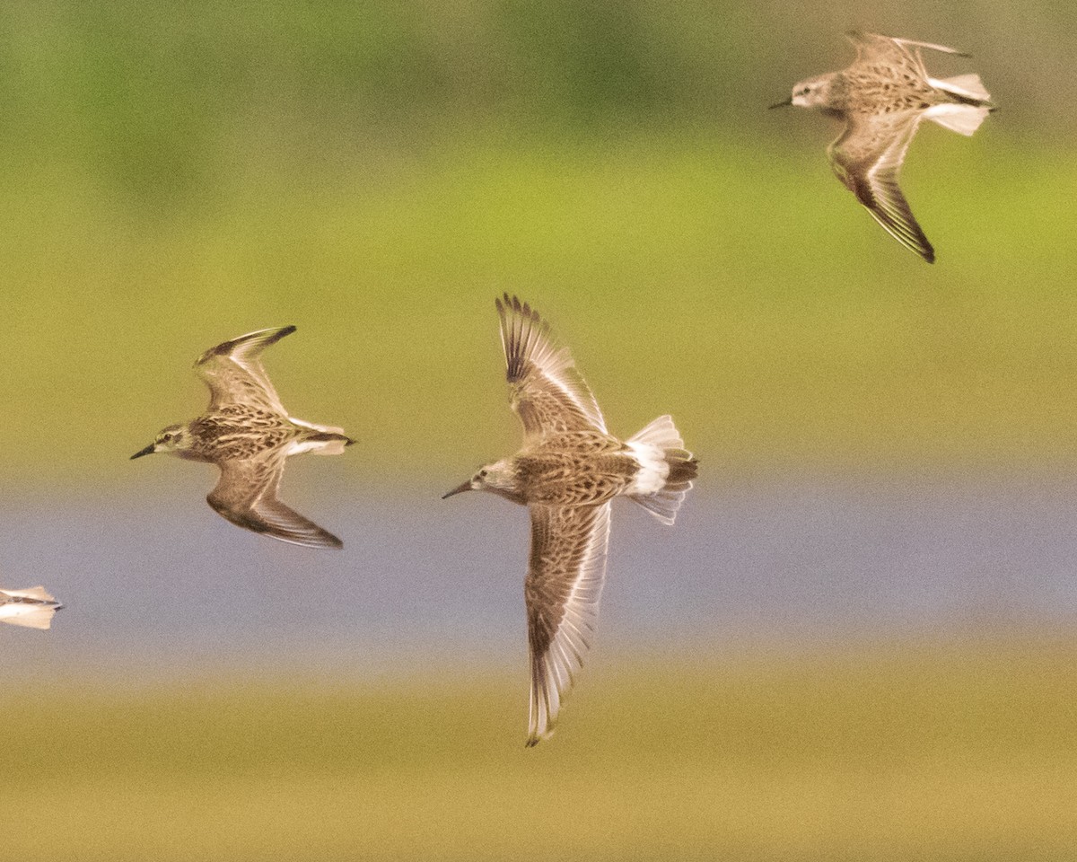 White-rumped Sandpiper - ML619682739