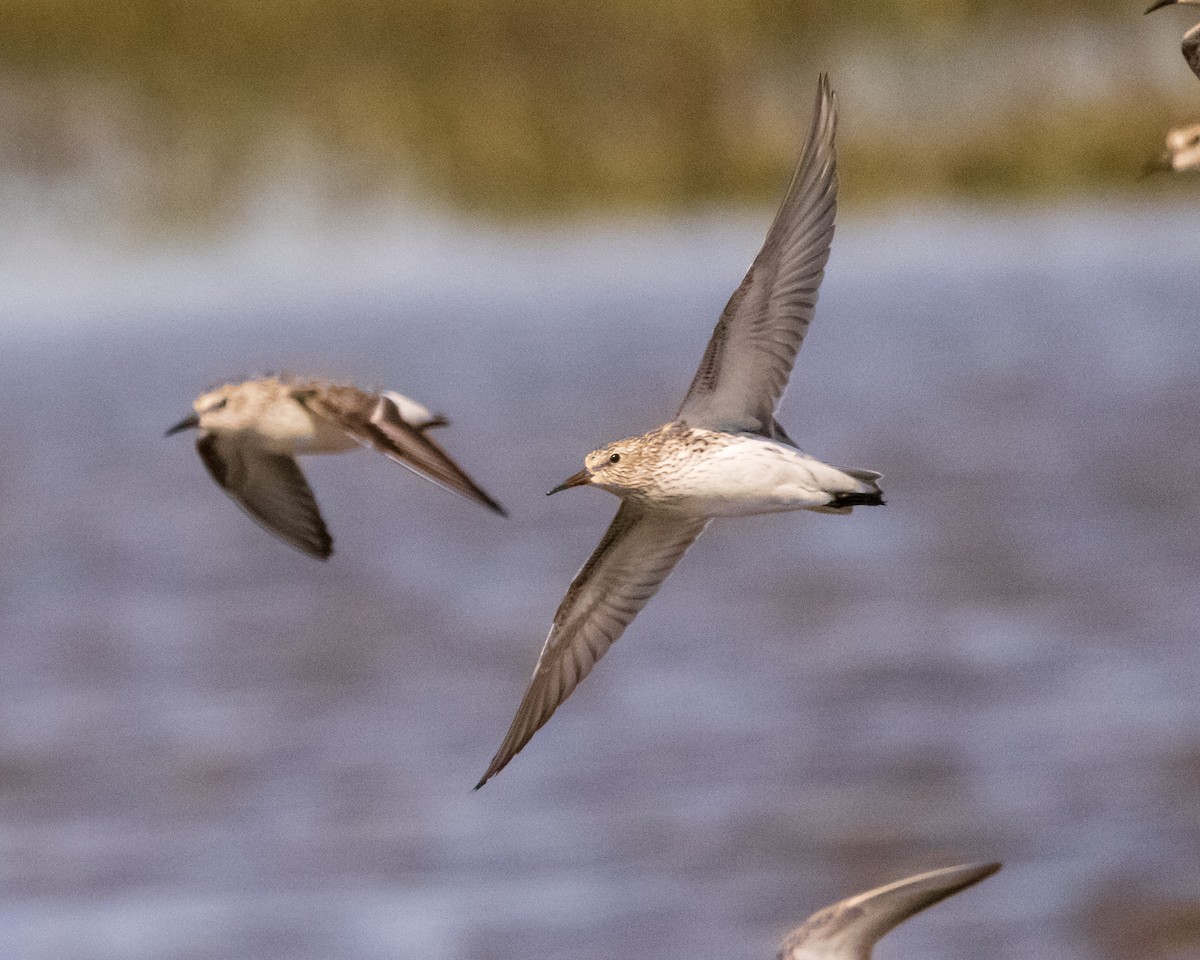 White-rumped Sandpiper - ML619682770