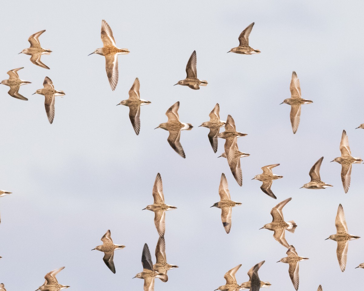 White-rumped Sandpiper - ML619682806