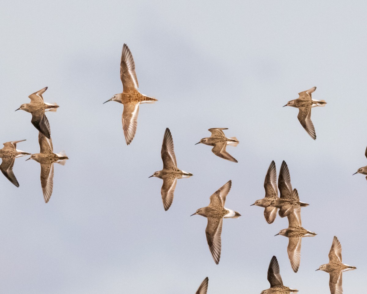 White-rumped Sandpiper - ML619682830