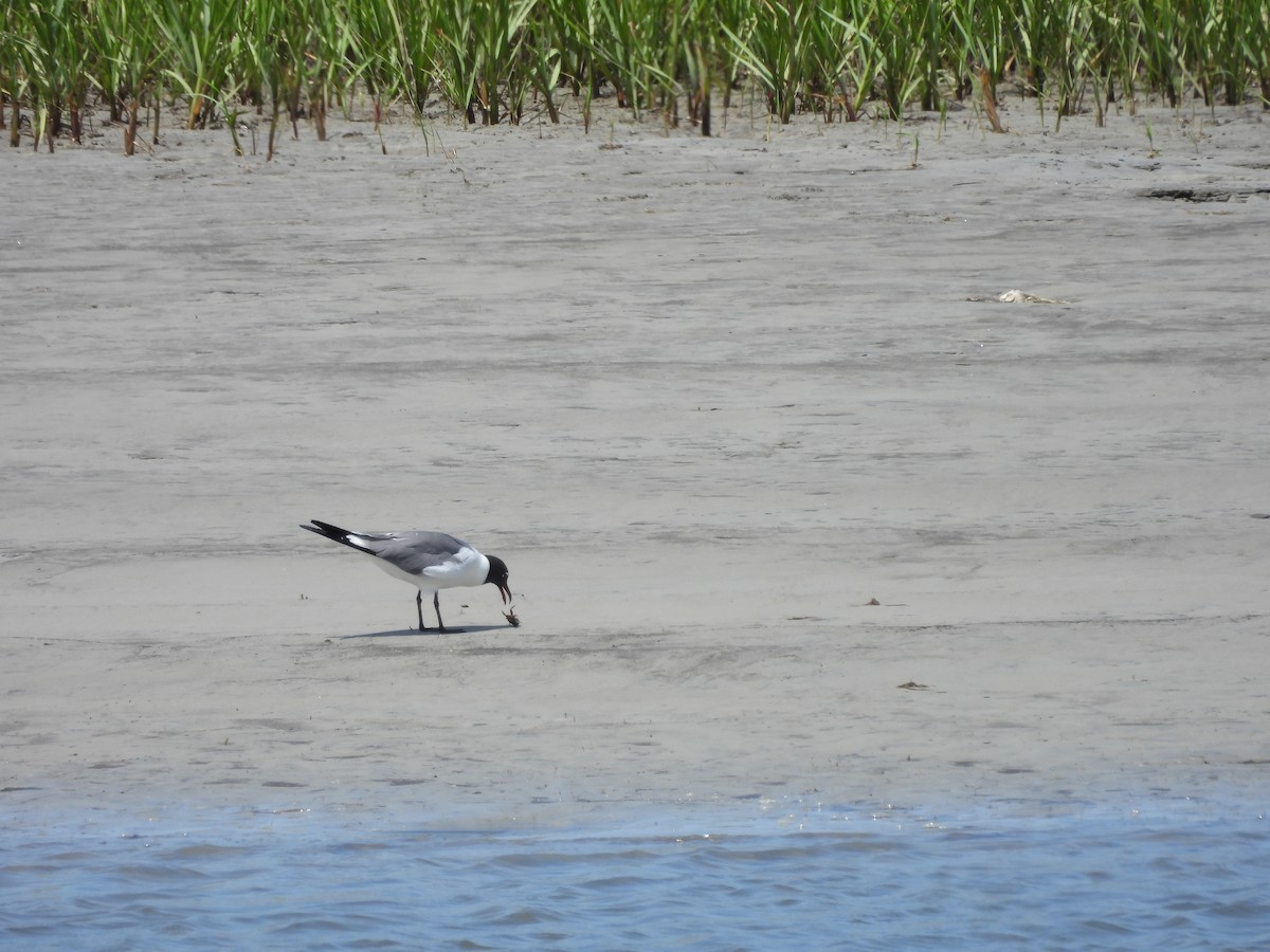 Mouette atricille - ML619682858