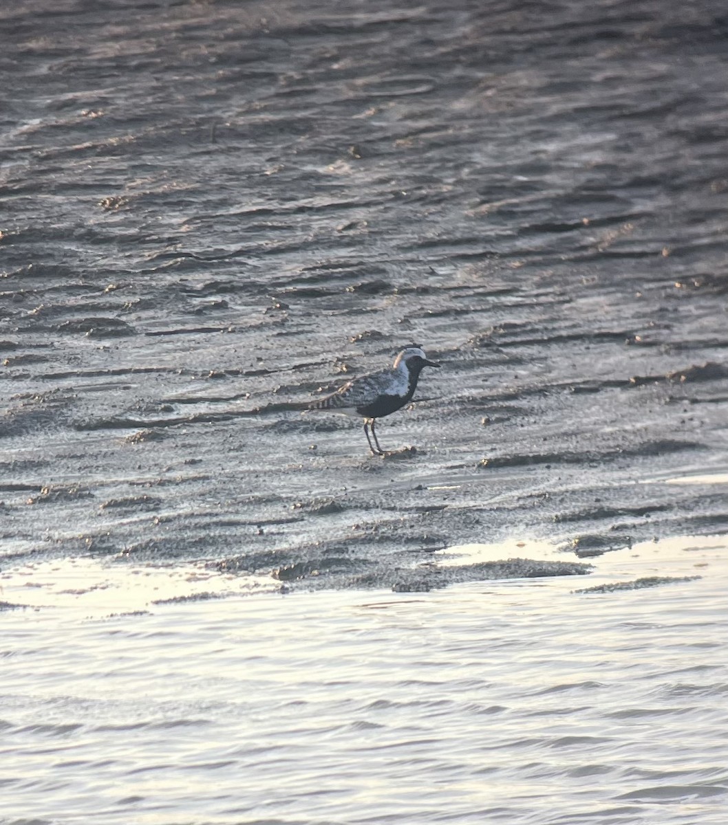 Black-bellied Plover - ML619682864