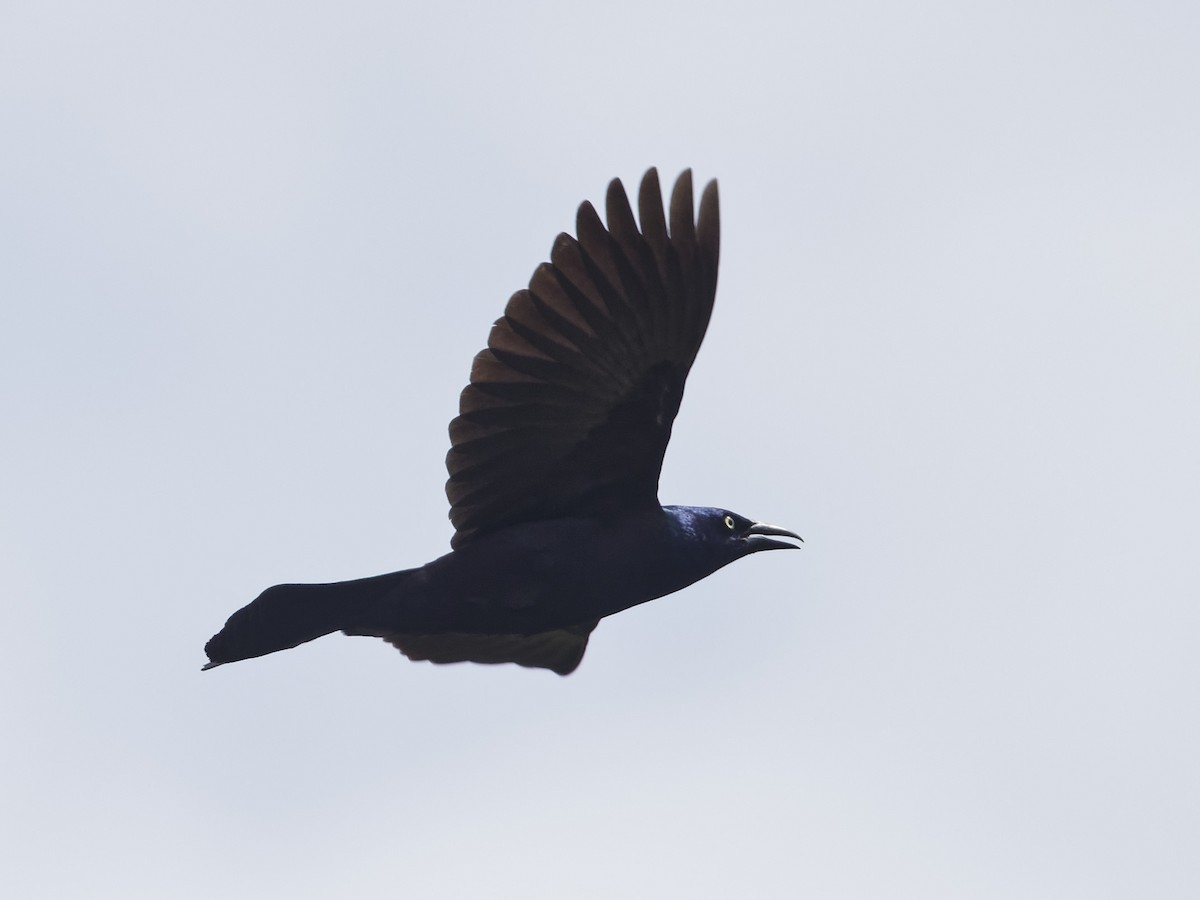 Common Grackle - ML619682865