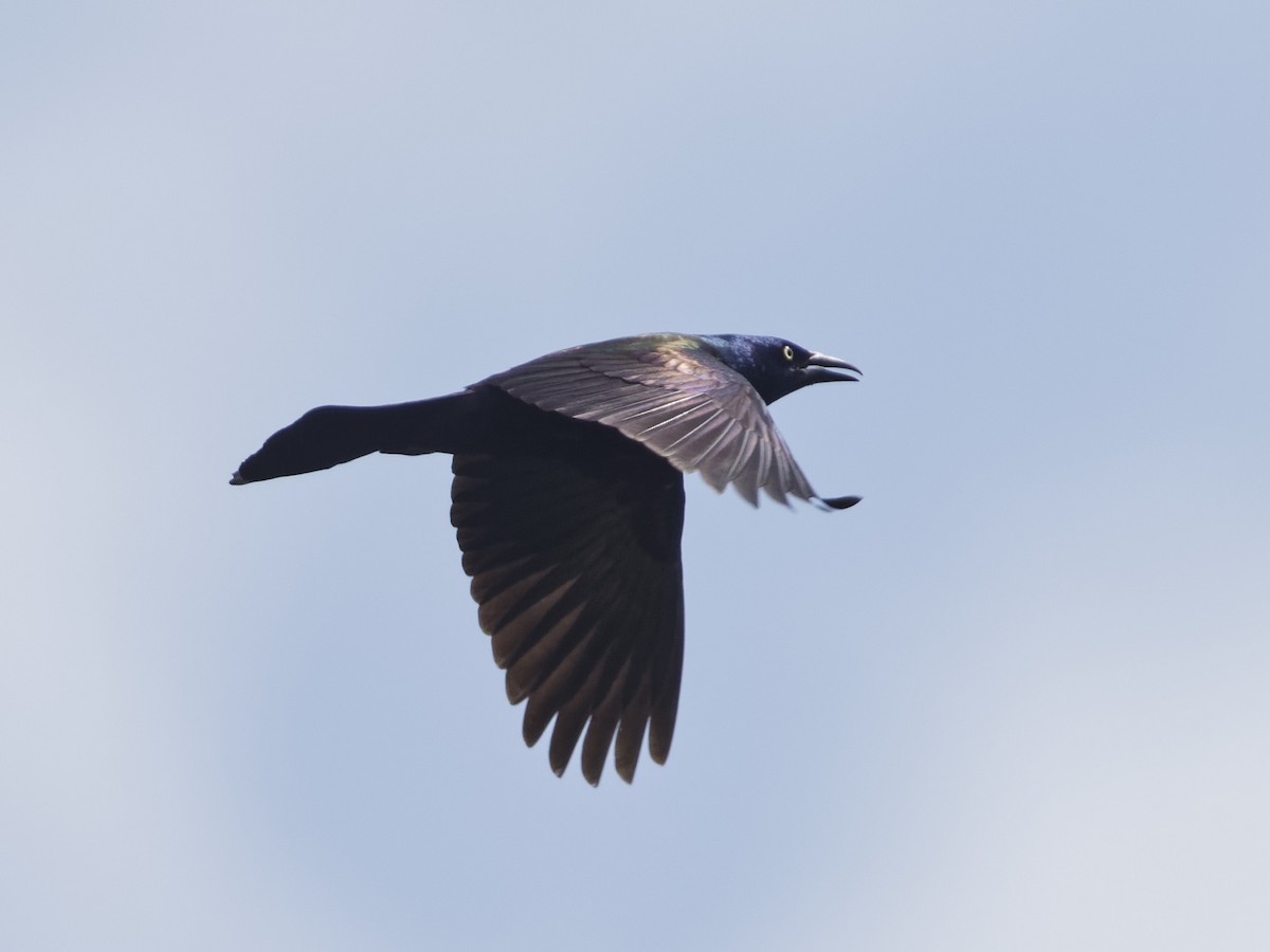 Common Grackle - ML619682866