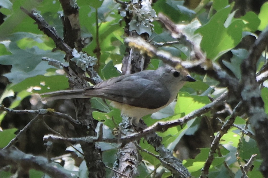 Tufted x Black-crested Titmouse (hybrid) - ML619682885