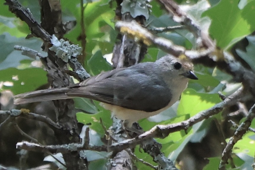 Tufted x Black-crested Titmouse (hybrid) - ML619682886