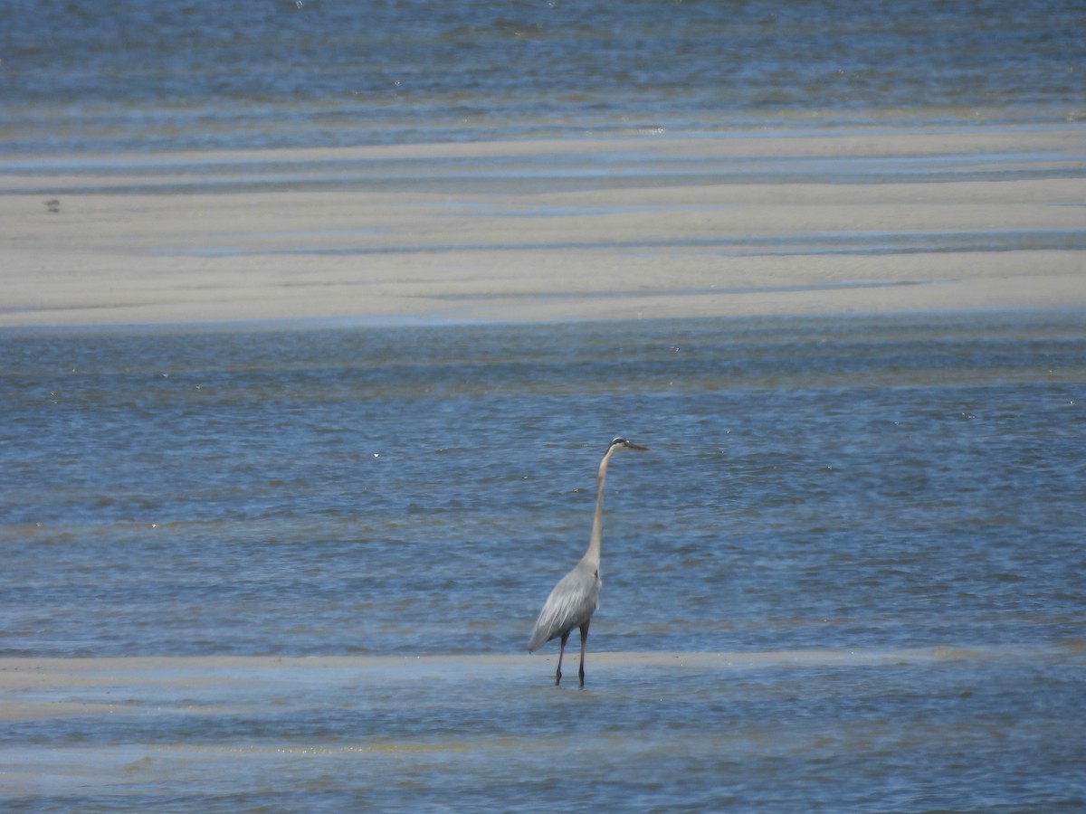 Great Blue Heron (Great Blue) - ML619682895