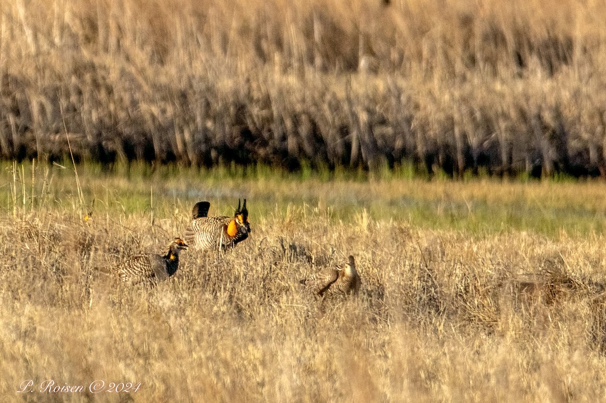 Greater Prairie-Chicken - ML619682902