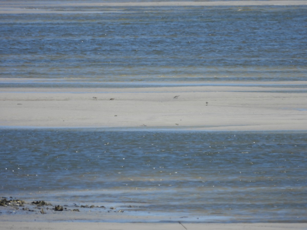 Bécasseau sanderling - ML619682914