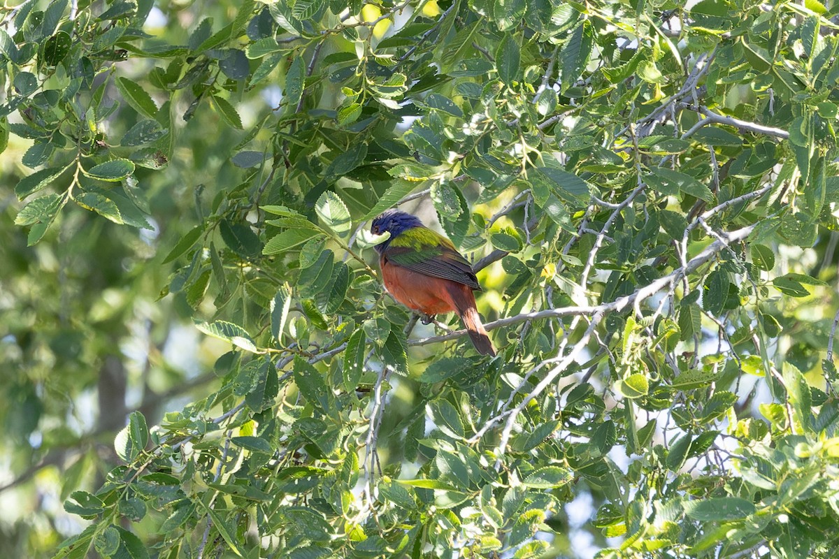 Painted Bunting - Amy Rangel