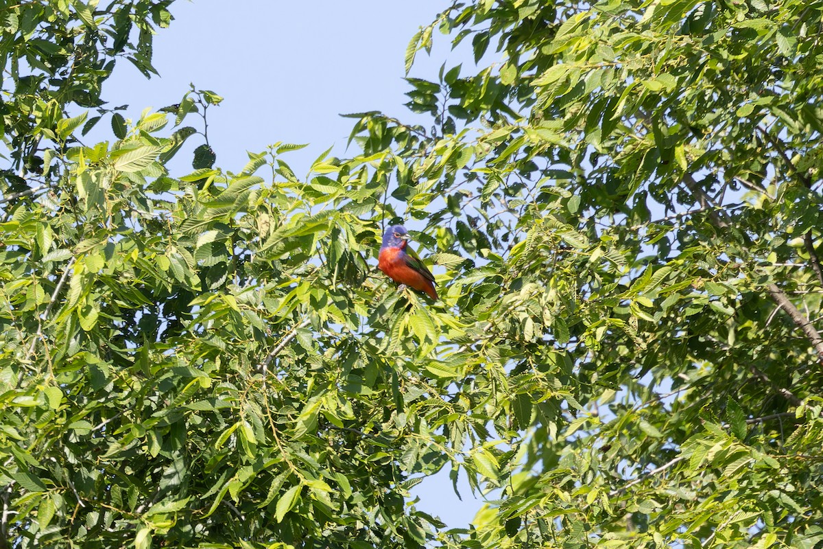 Painted Bunting - ML619682954