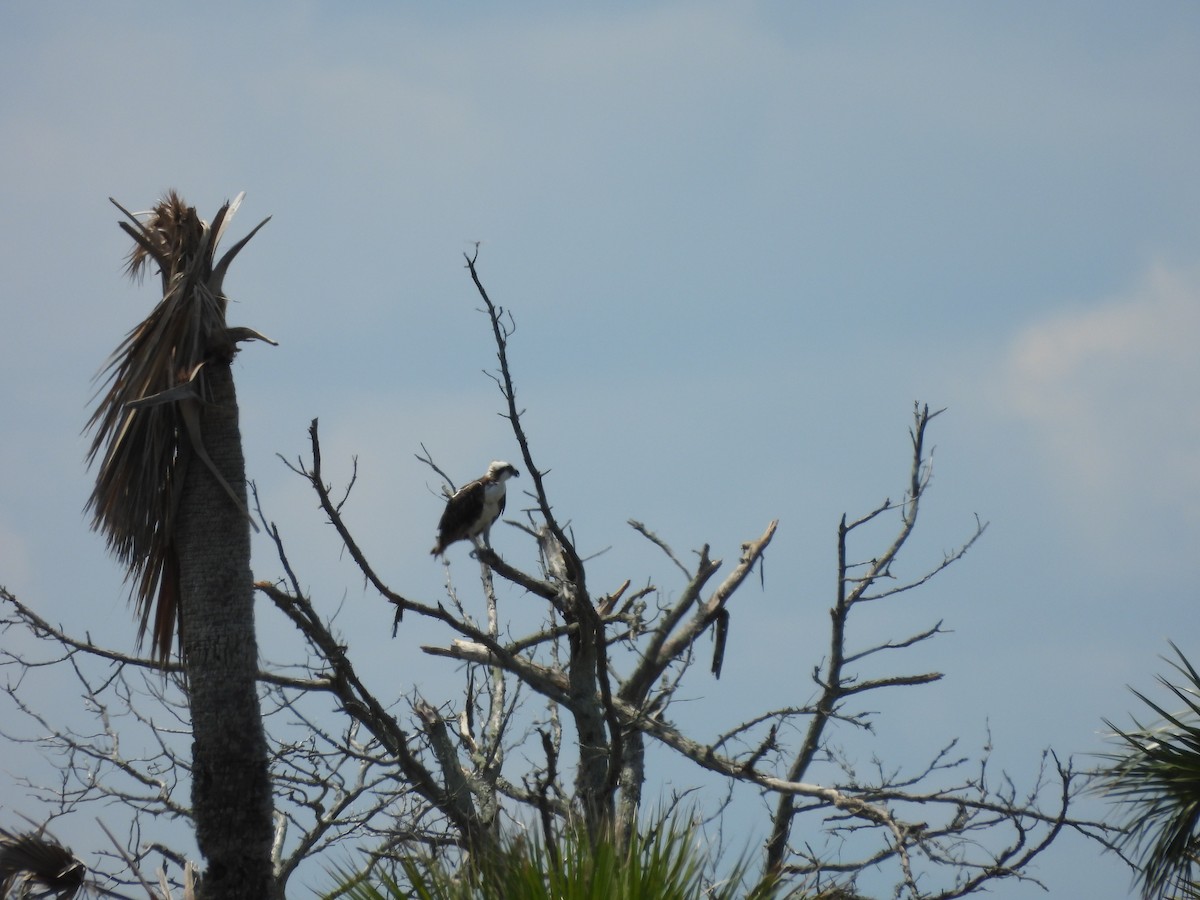 Osprey (carolinensis) - ML619682958