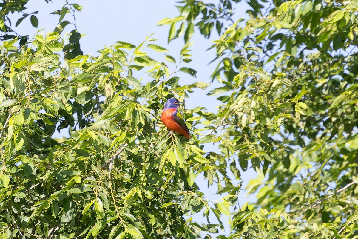 Painted Bunting - ML619682959