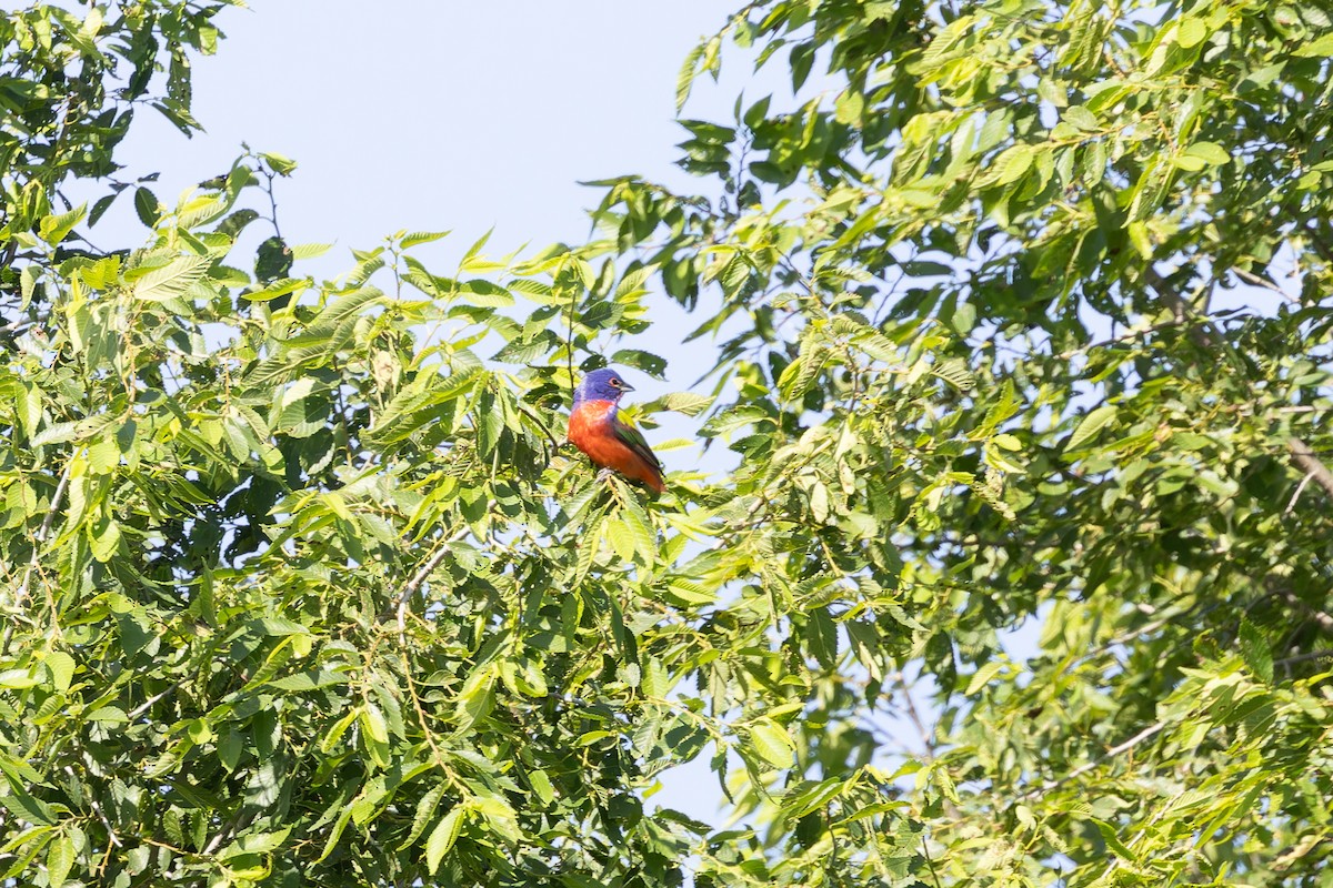 Painted Bunting - ML619682966