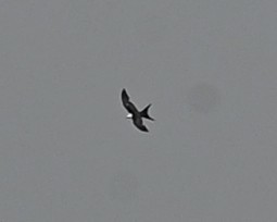 Swallow-tailed Kite - ML619682969