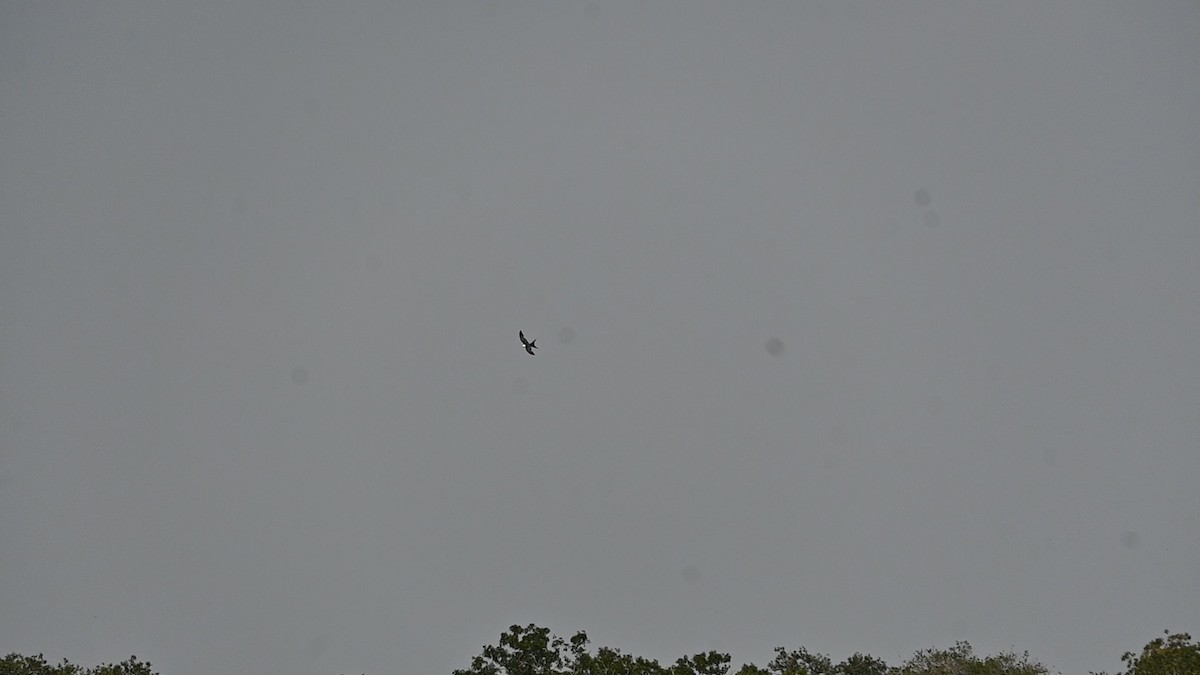Swallow-tailed Kite - ML619682970