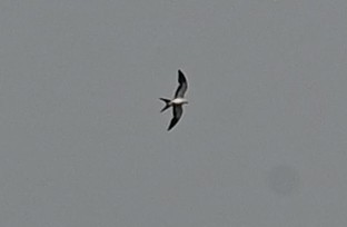 Swallow-tailed Kite - ML619682971