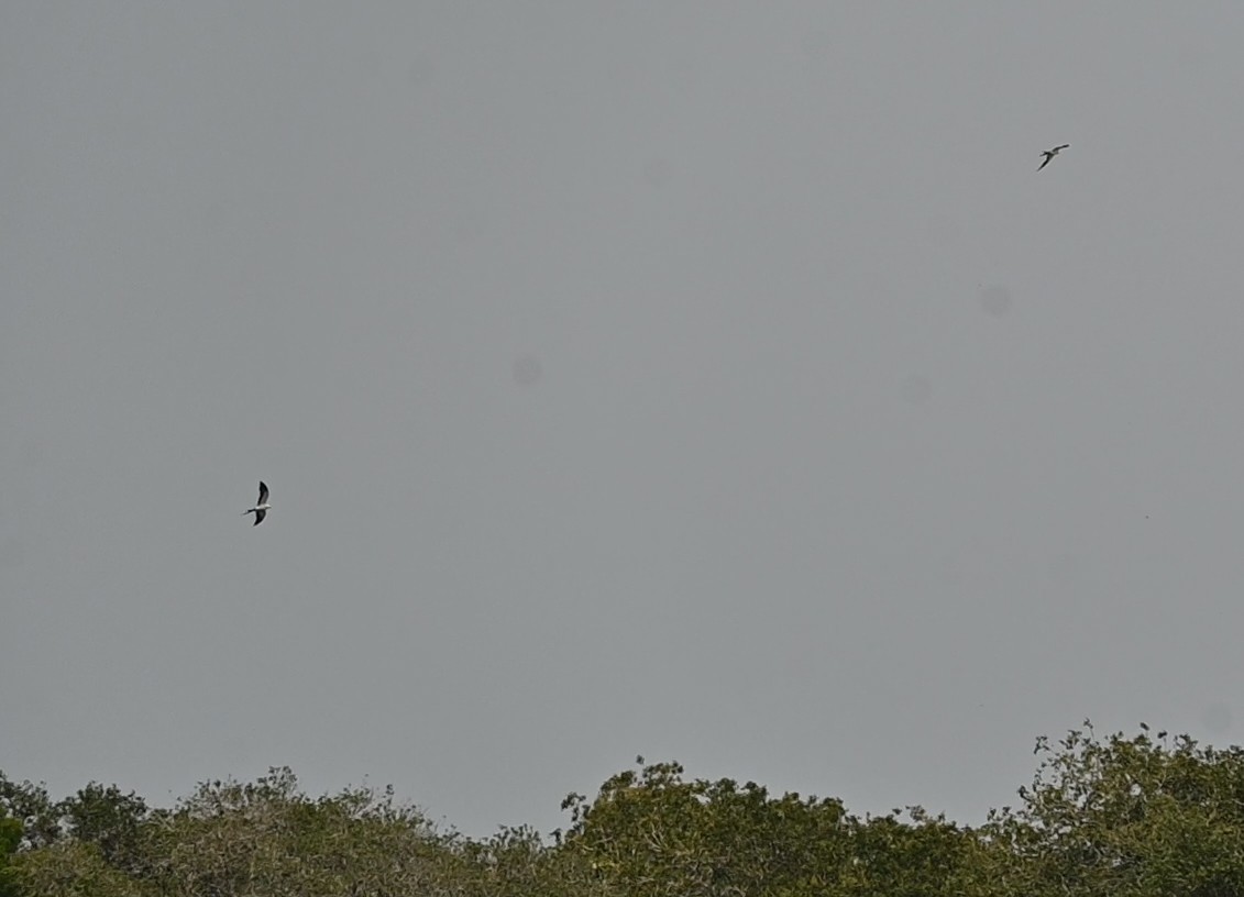 Swallow-tailed Kite - ML619682973