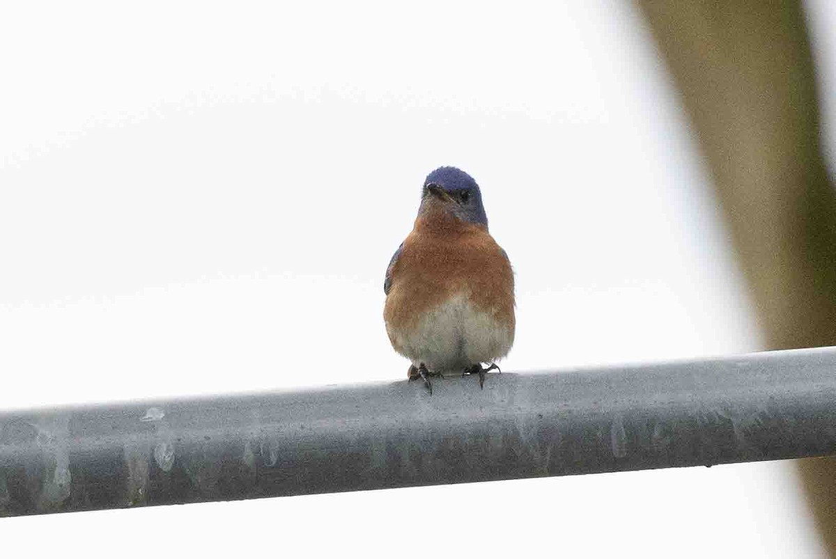 Eastern Bluebird (Eastern) - ML619682995