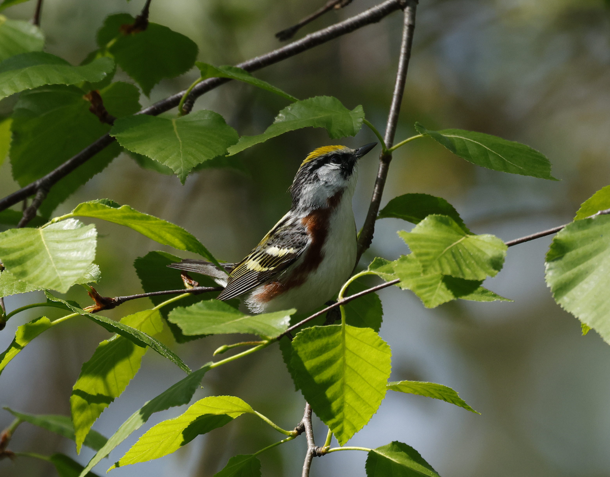 Chestnut-sided Warbler - ML619683003