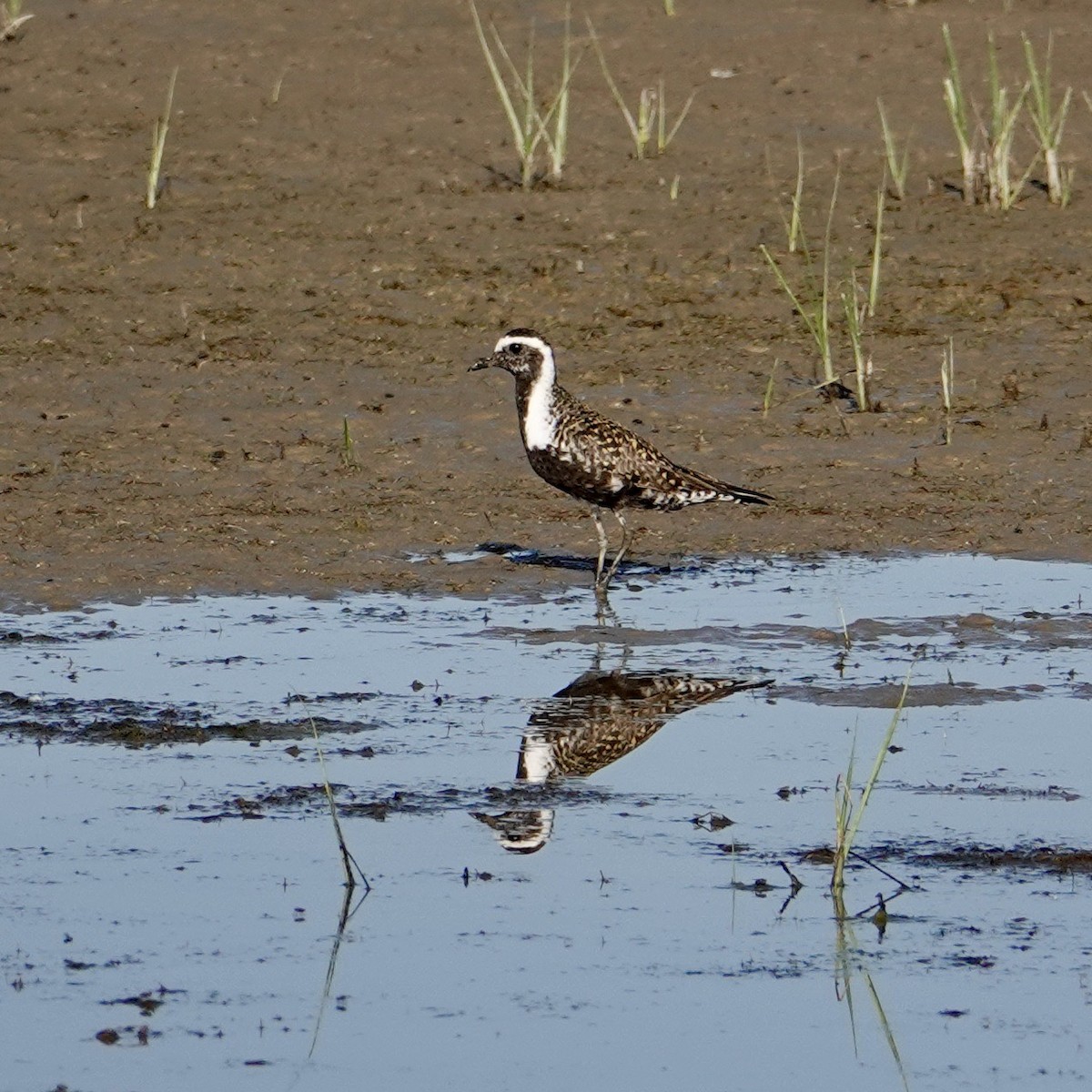 American Golden-Plover - ML619683030