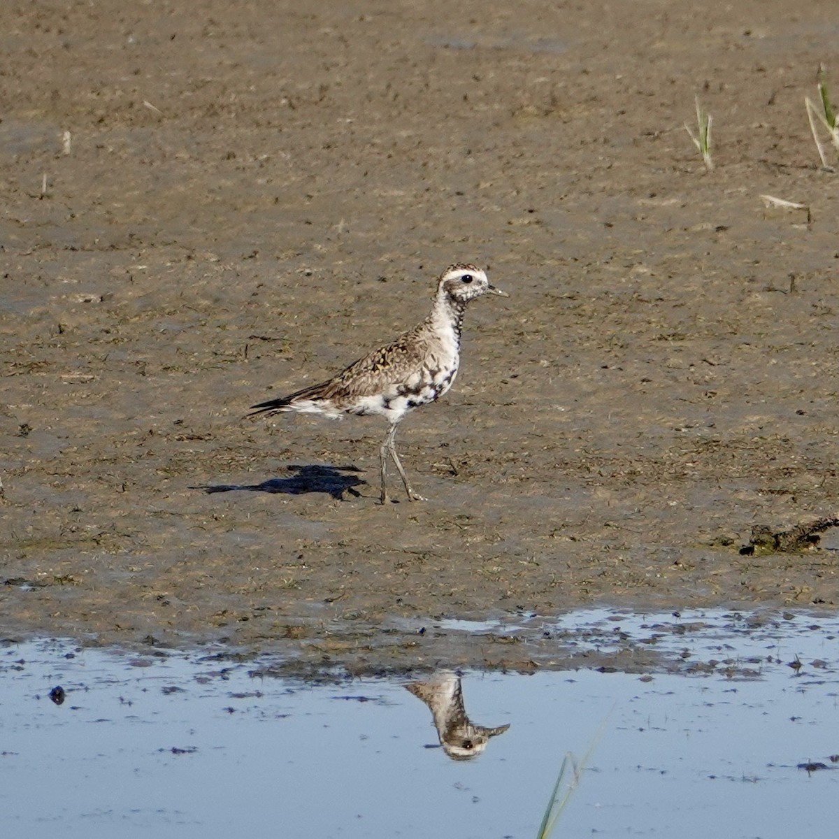 American Golden-Plover - ML619683031