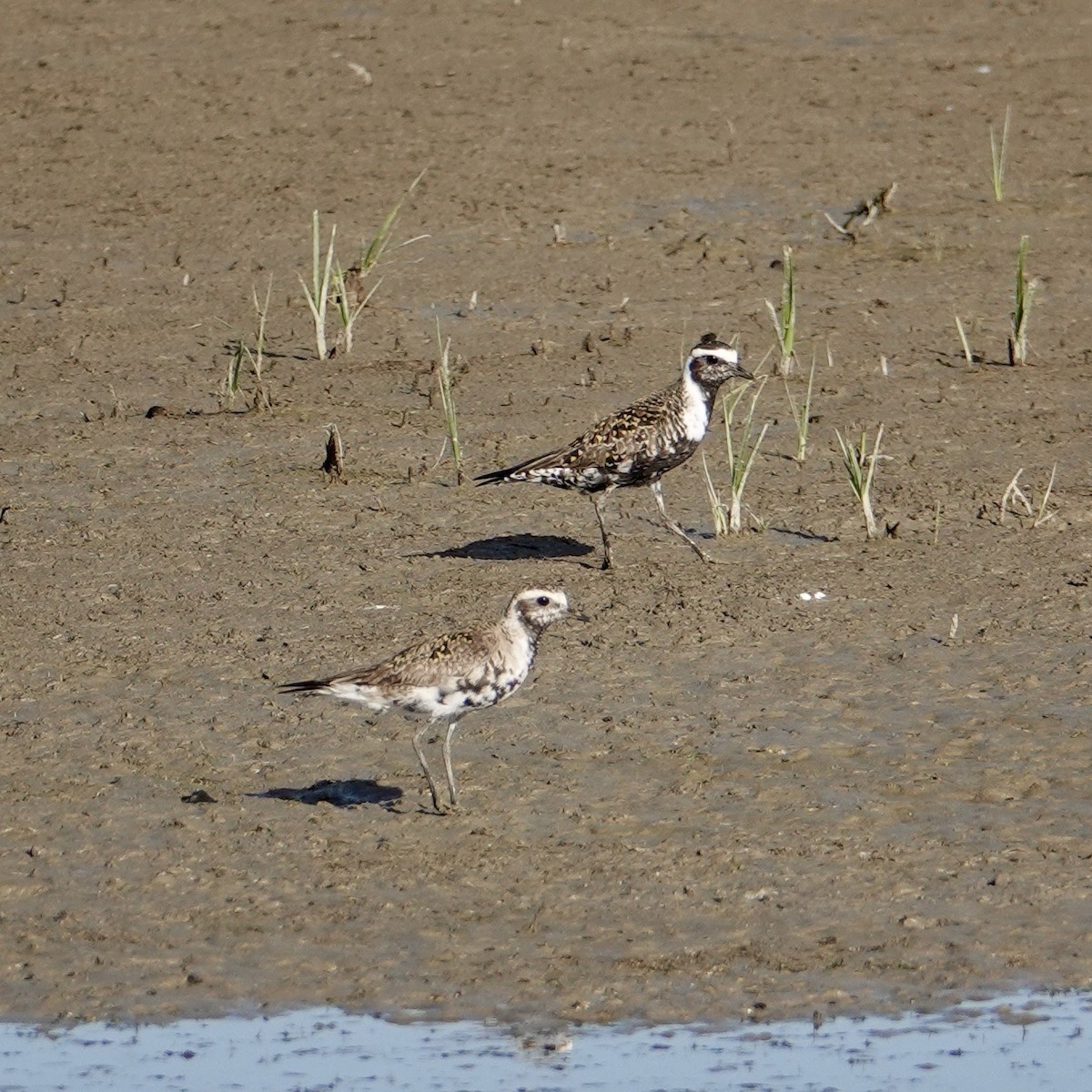 American Golden-Plover - ML619683032