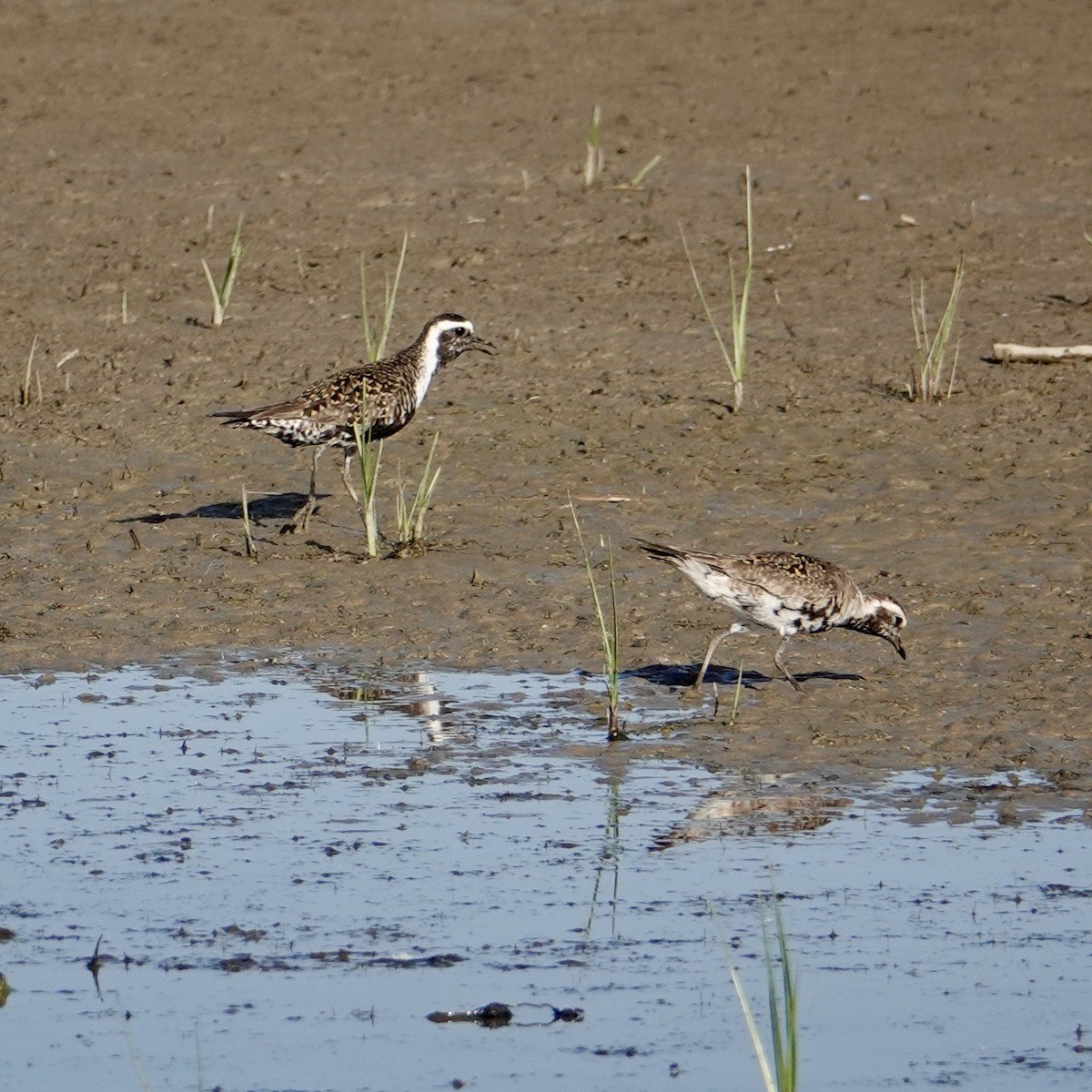 American Golden-Plover - ML619683033