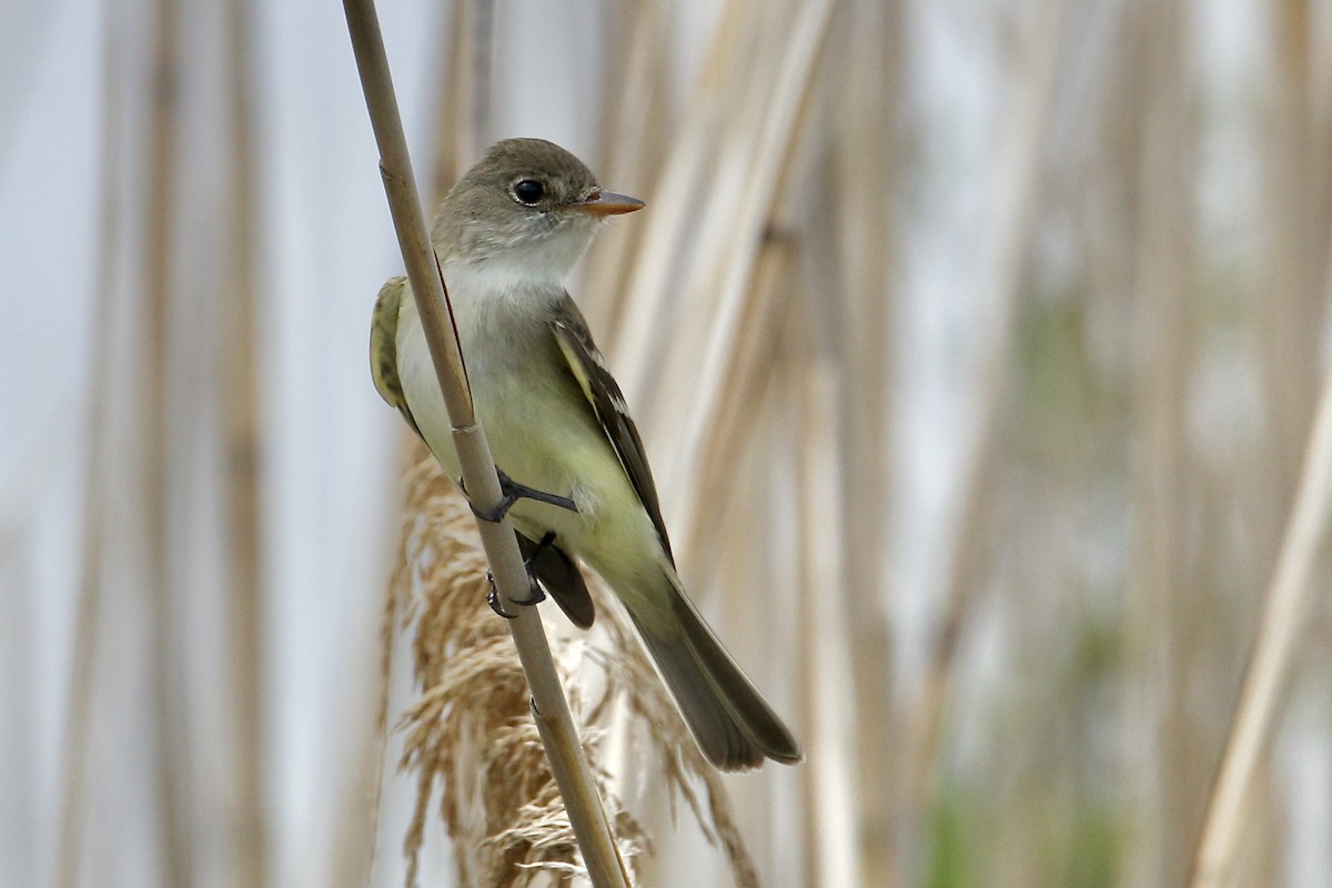 Willow Flycatcher - ML619683035