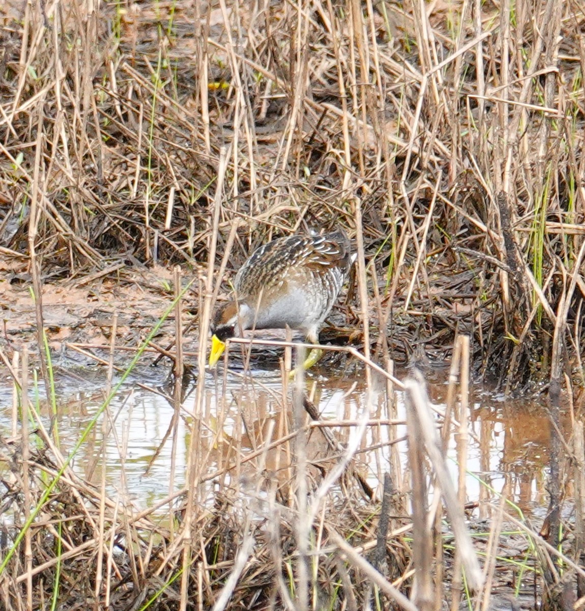 Polluela Sora - ML619683053