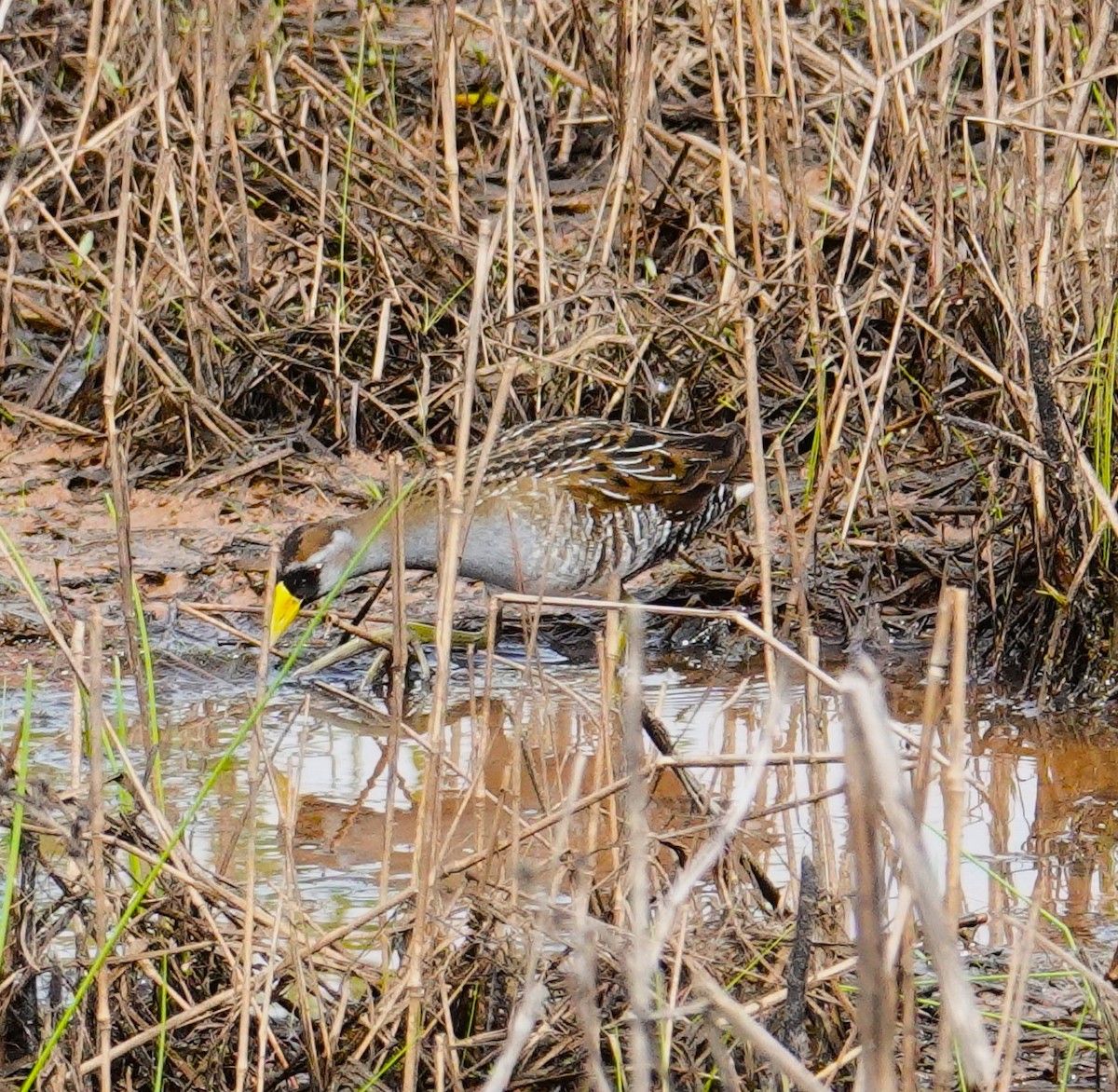 Polluela Sora - ML619683055