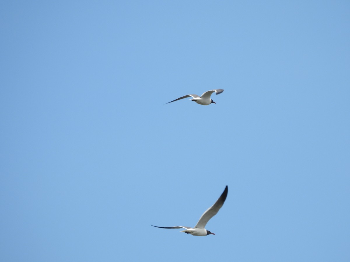 Laughing Gull - ML619683060