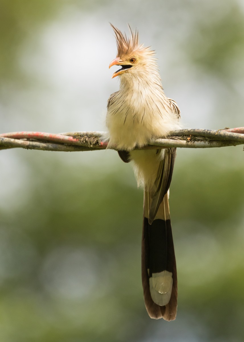 Guira Cuckoo - ML619683061