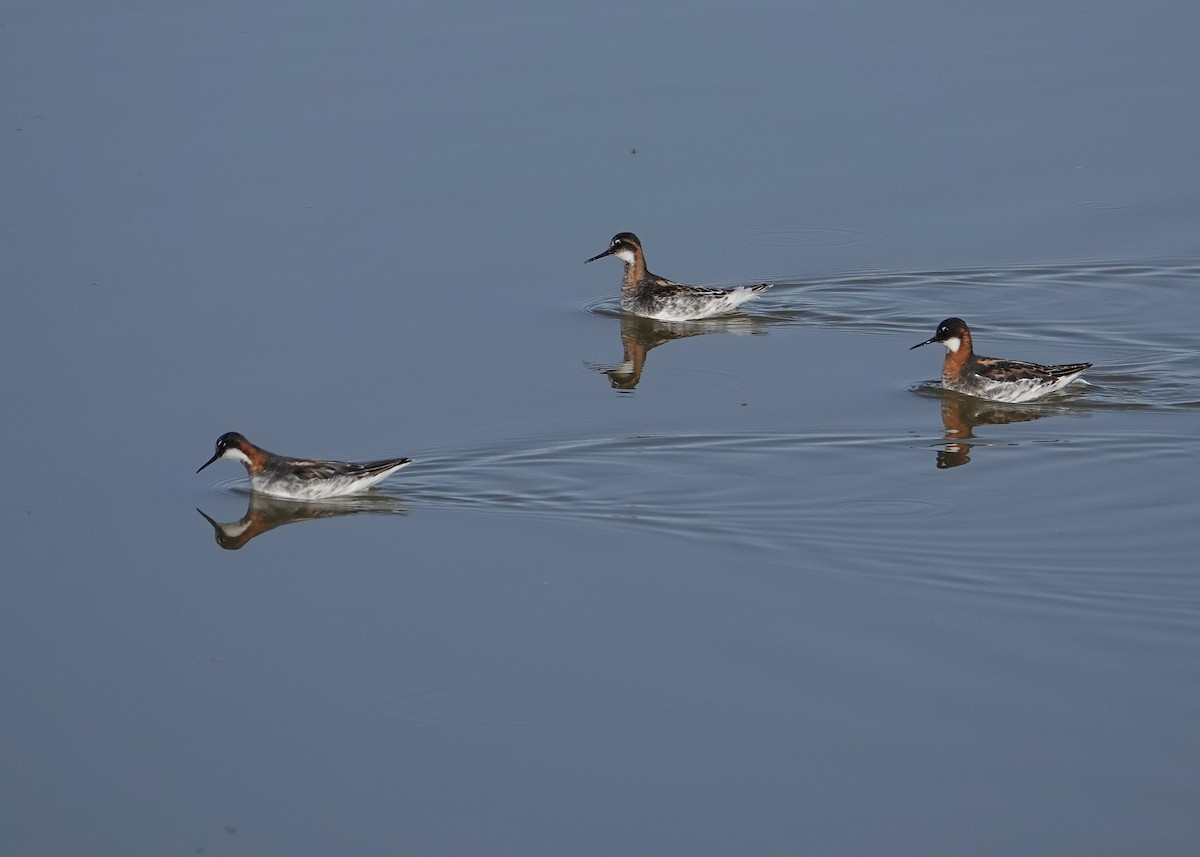 Phalarope à bec étroit - ML619683072