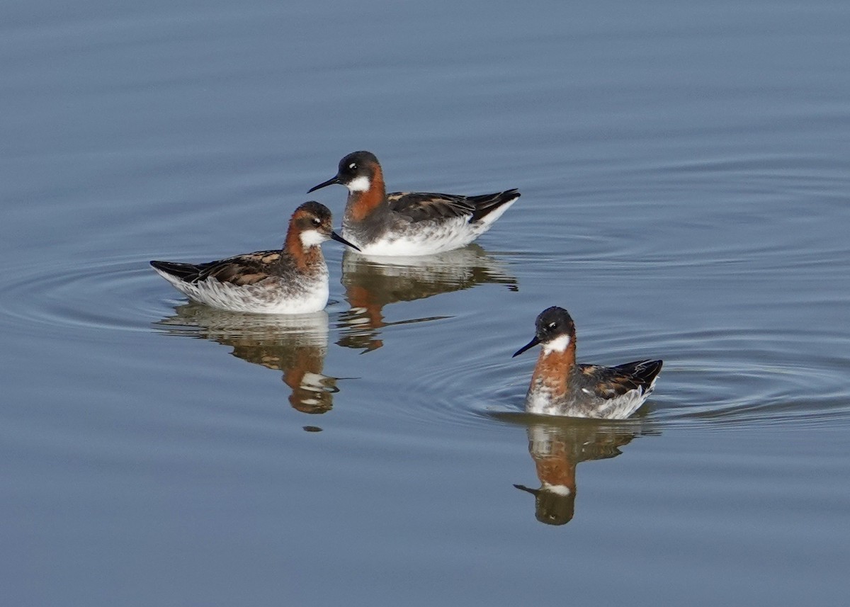 Red-necked Phalarope - ML619683073