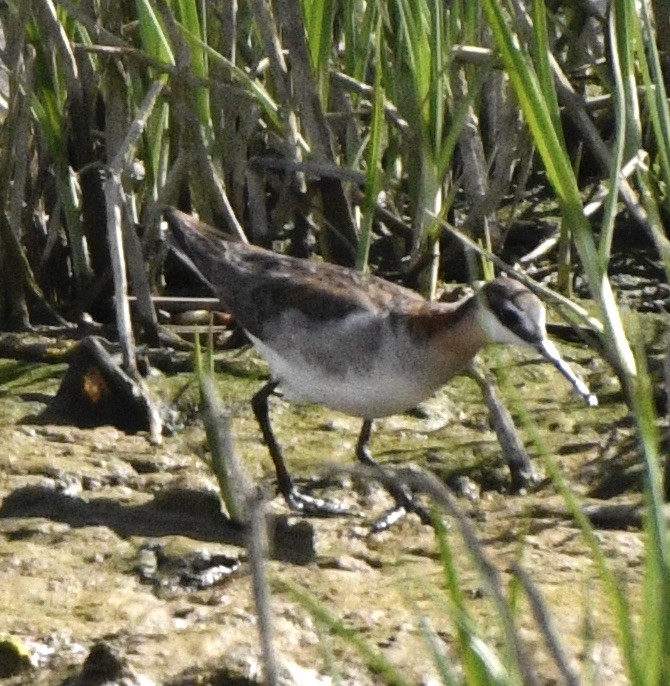 Wilson's Phalarope - ML619683094