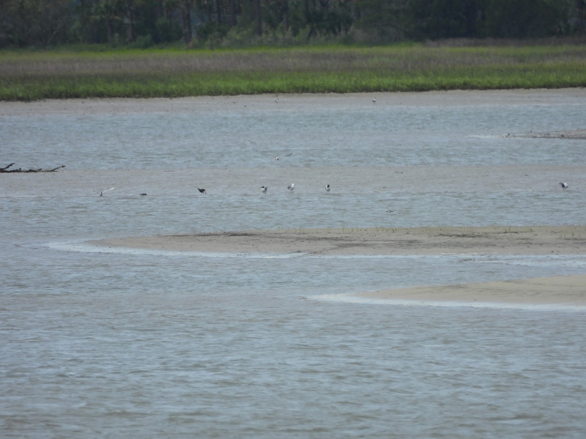 Black Skimmer - ML619683112