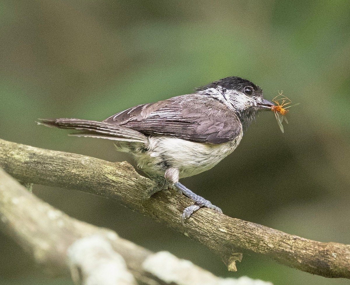 Carolina Chickadee - ML619683125