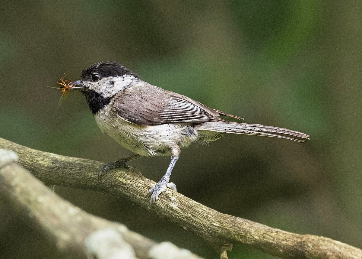 Carolina Chickadee - ML619683126