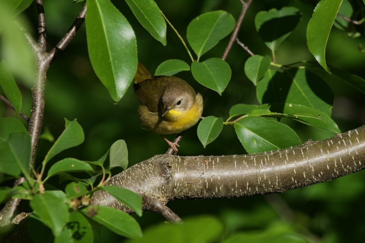 Common Yellowthroat - ML619683134