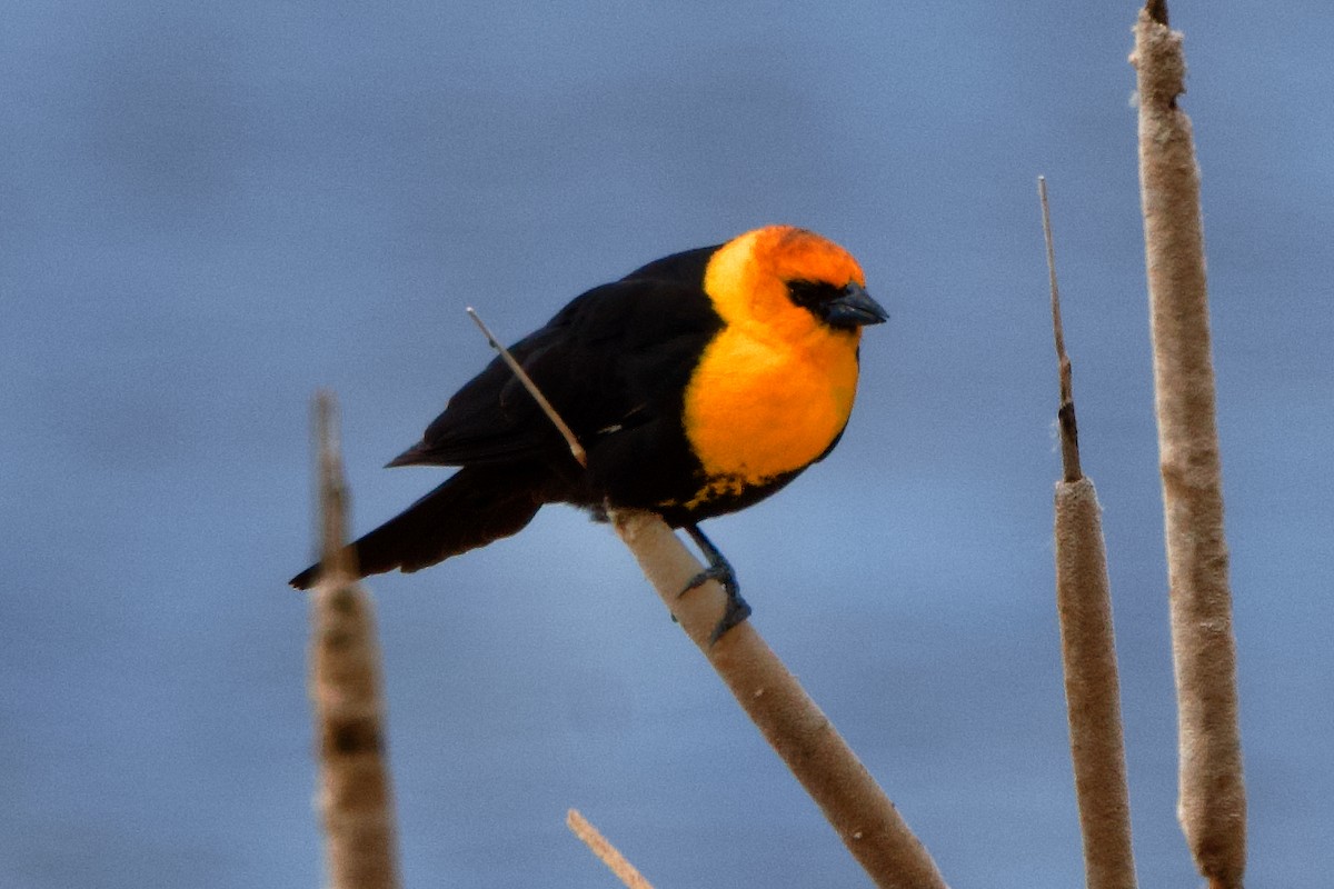 Yellow-headed Blackbird - ML619683145