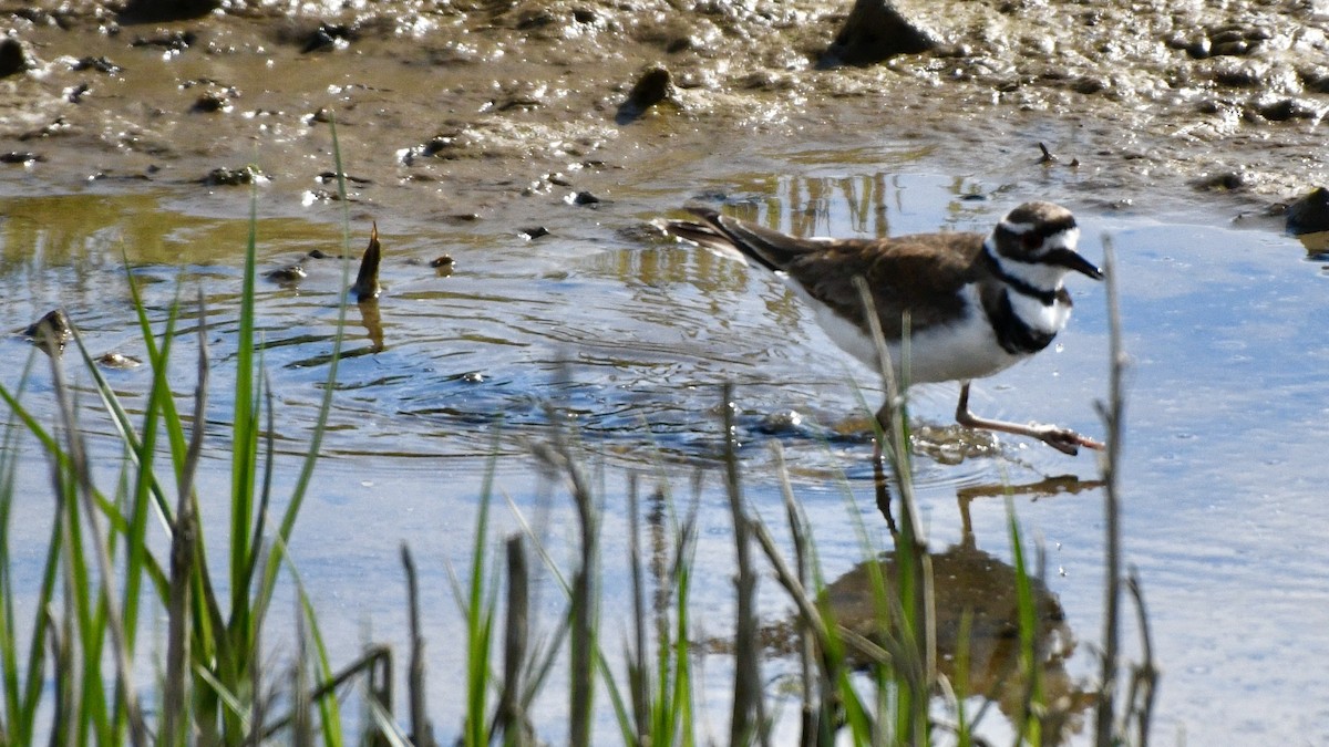 Killdeer - ML619683165