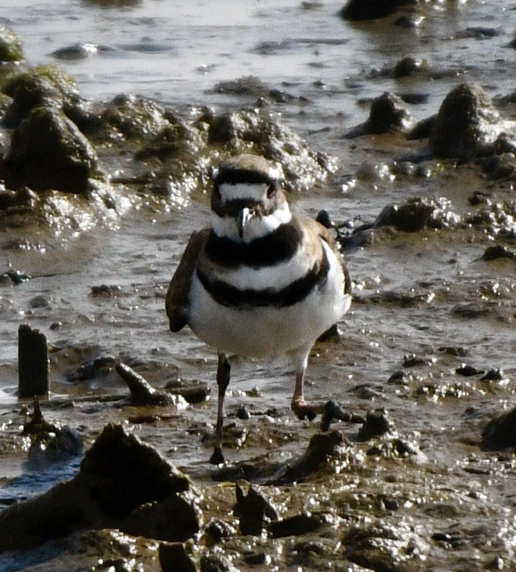 Killdeer - ML619683167