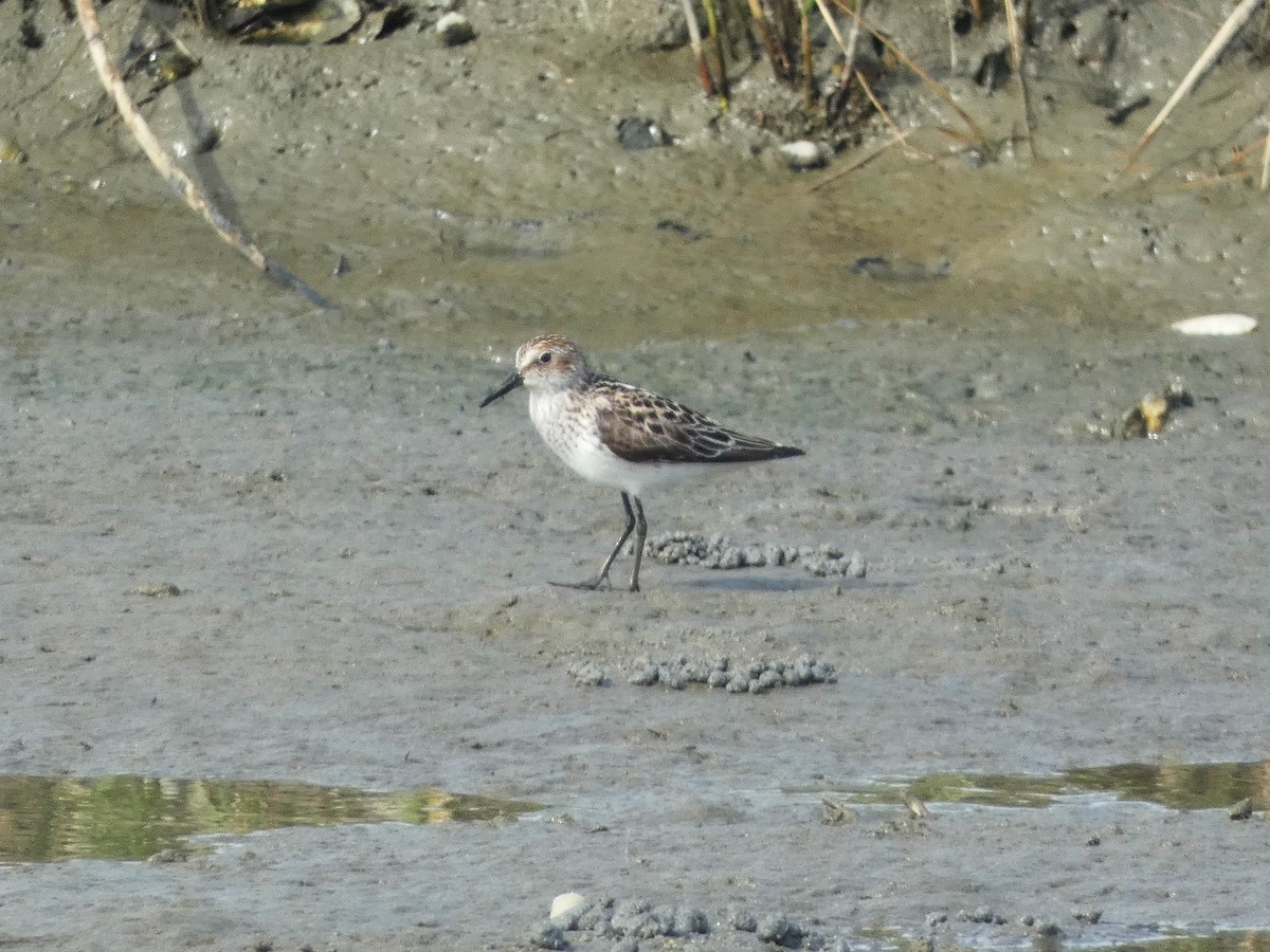 Semipalmated Sandpiper - ML619683172