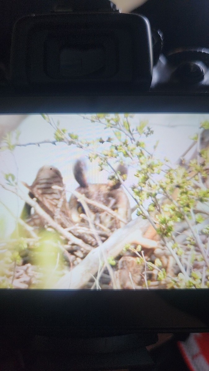 Long-eared Owl - ML619683175