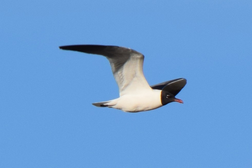 Laughing Gull - ML619683185