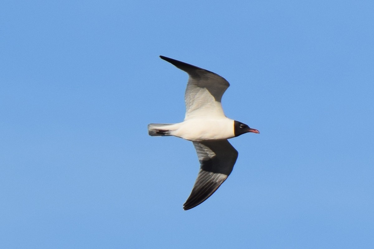 Laughing Gull - ML619683186