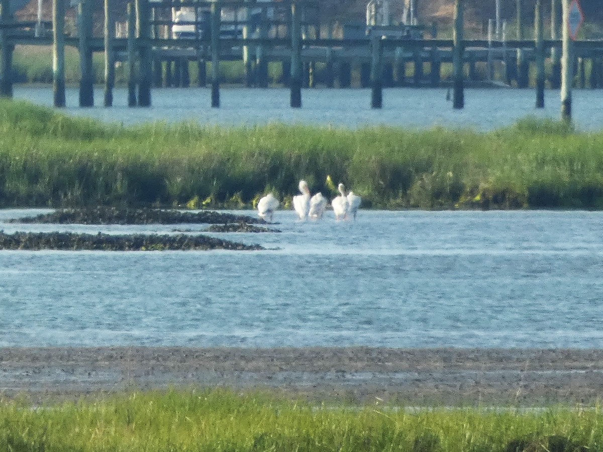 American White Pelican - ML619683190